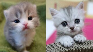 Adorables baby cats moments Heartwarming Cuteness and Playful antics