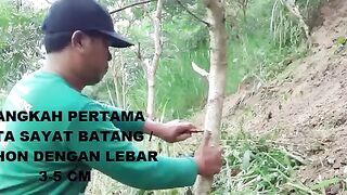 Cangkok batang besar indigofera