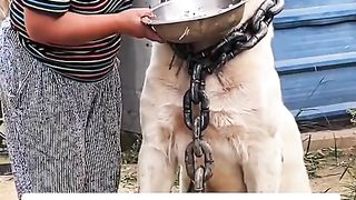 Dog lover...