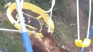 Funny bear 4
