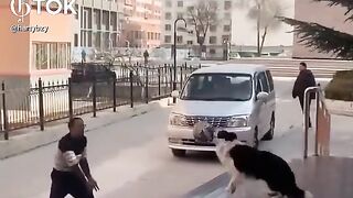 Fun with Dog with ball