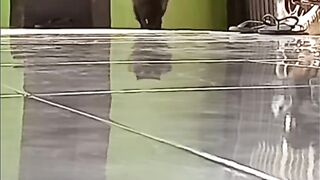 Cute Funny Cat 2023