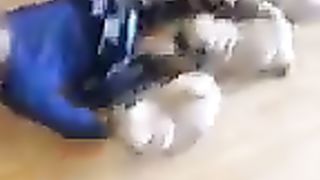 Pug chase!_So cute