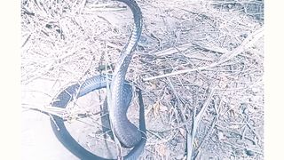 Snake farmer