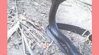 Snake village.