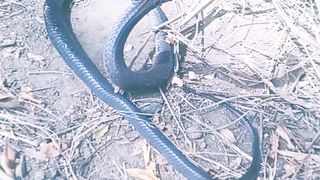 Kala Naag big snake