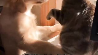 Their dog and cat have become best friends