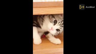 Funny Cats Masti Mod