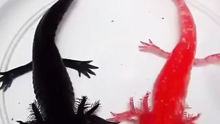 Respect???????? __ Pictures of the beginning and end of the construction of the park