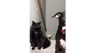 try not to laugh ???? | funny cats compliation |