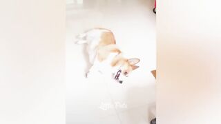 Funniest Animals 2023 ???? Best Cats and Dogs Videos ????????