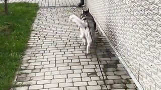 Приколи 333