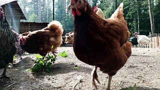 hens video