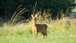 animal_-_51106 (Original).