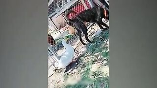 1 Hour Trending Funny Dogs And Cats Videos ???? Funniest Cats and Dogs