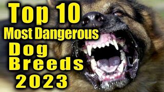 Top 10 most dangerous dog breeds 2023