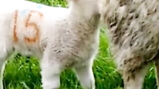 drôle vidéo de mouton/ must Watch