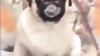 Dog that got a pacifier
