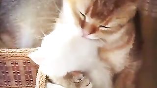 Mother cat showing affection to her kittens