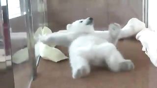 Baby polar bear that can't turn over