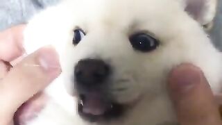 Puppy with puffy cheeks