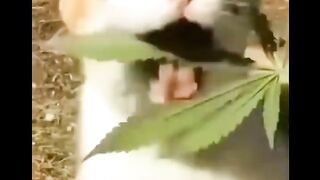 Funny Cat Feeling High