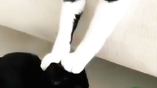 Hilarious Cat Fails: Cat Revolutionizes Comedy in 2023! 5