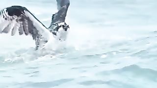 #viral #trending short#eagle short #best crazy scene #please like and follow #please subscribe my chanel #@Didyouknow068
