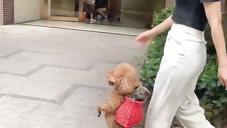 Wow amazing dog