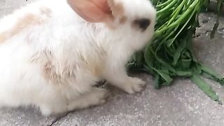 Animal lovers 557
