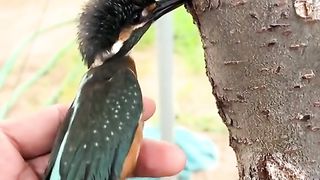 Helping for Birds