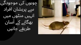 Those worried about mice will learn easy ways to get rid of them in minutes.