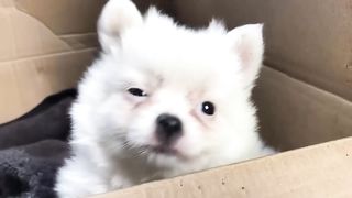Cute Puppy - Funny and Cute Dog Videos Compilation 2023 2