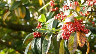 Fresh Air Nature | Beautiful Relaxing Nature | 4K Ultra Hd Video | #viralfebspot