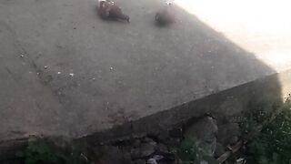 Animal lovers 559