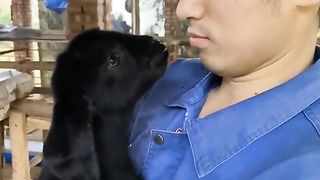 #little baby goat#funny and crazy goat video#viral#trending short#please subscribe  my chanel #please like and follow #@Didyouknow068