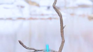 Most Beautiful Birds 20 | Relaxing Nature Video | #shortsvideo#febspotshorts