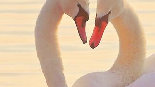 Relaxing Soul |Most Beautiful Birds 22 | Mind Blowing View | shorts #shorts#febspot