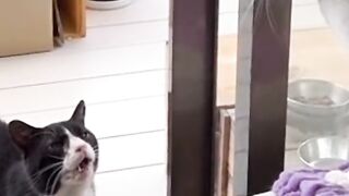 Funny cats 76
