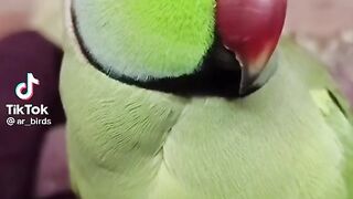 #viral #trending short #cute parrot video#best crazy and funny short #please subscribe my chanel #please like and follow #@Didyouknow068