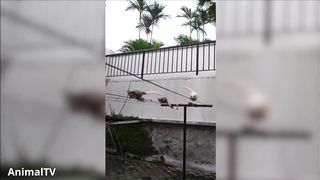SUGAR GLIDERS Flying - Funny & Cute Compilation 3