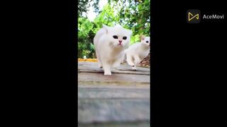 Cutest Cats Walking