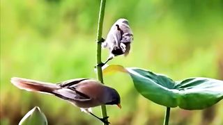 Pin_on_Birds.