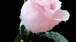 Пин_на_доске_Nature_videos.