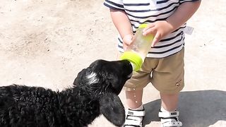 Funny Videos Comedy Videos 2