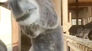 Cute animals 2023