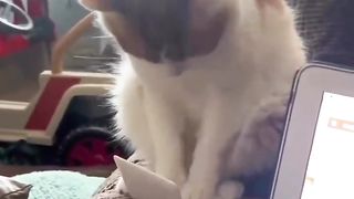 Funny cat and dogs 4