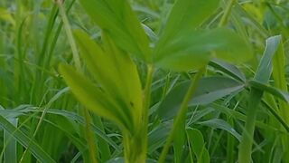 Calm Nature Sounds For Sleeping | Nature Scenery | Green Nature | shortvideo