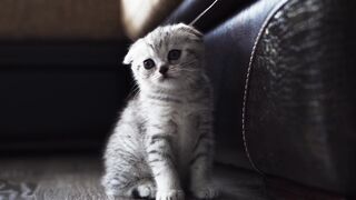 Close-up of a little white-striped scottish fold kitten sitting on the floor
