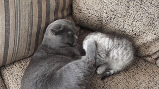 Gray cat playing with a scottish fold kitten